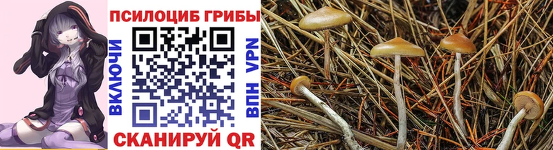 ОМГ ОМГ онион  Тырныауз  Псилоцибиновые грибы Psilocybine cubensis 